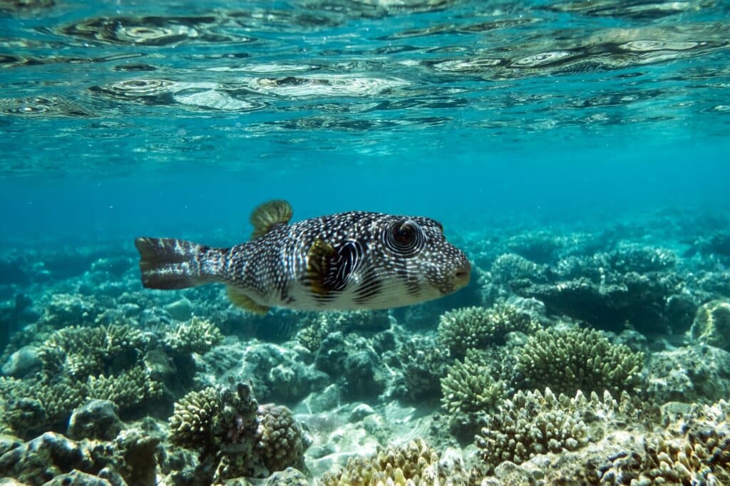 Red Sea Reisen