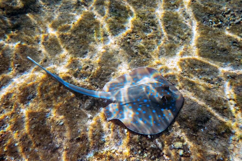 Red Sea Reisen