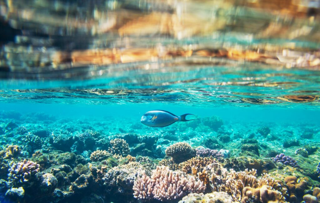 Red Sea Reisen