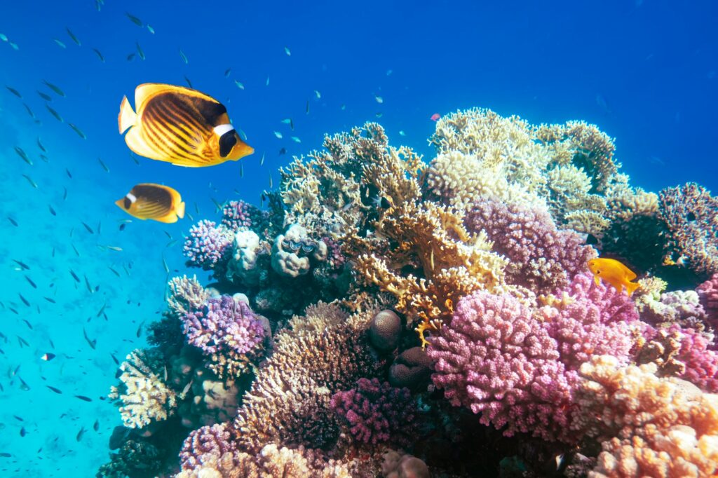 Red Sea Reisen