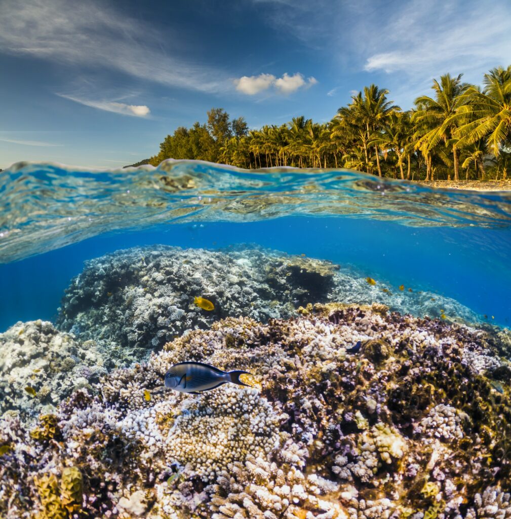 Red Sea Reisen