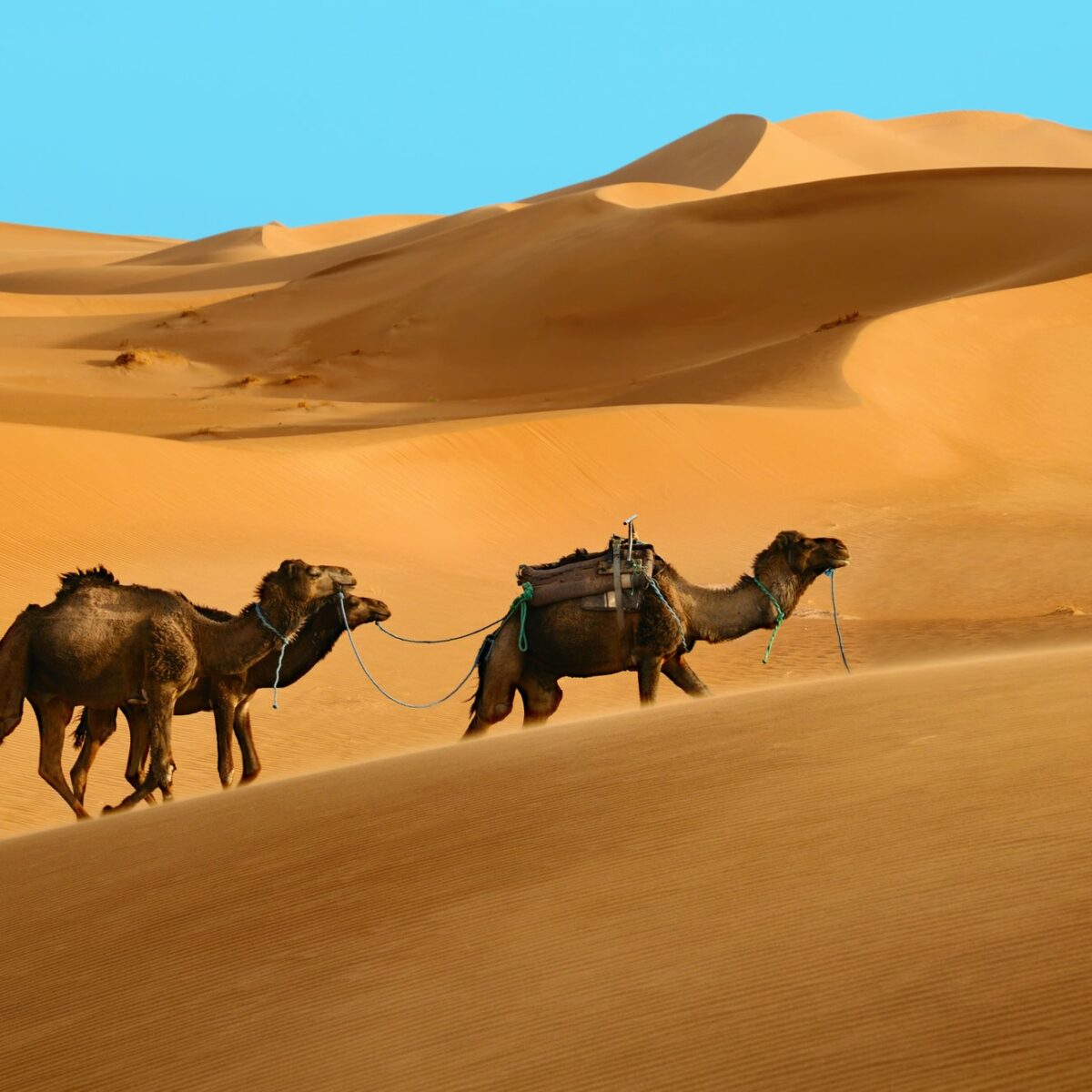 Camels in desert